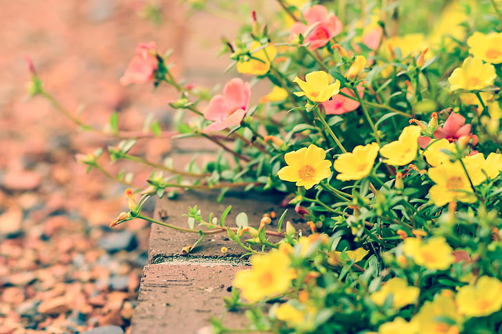 Home Gardening